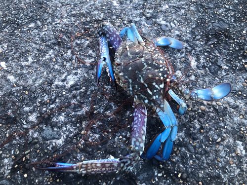 銚子漁港産 丸ガニ 銚子漁港産 丸ガニ