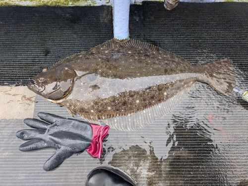 ヒラメの釣果