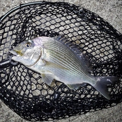 ヘダイの釣果