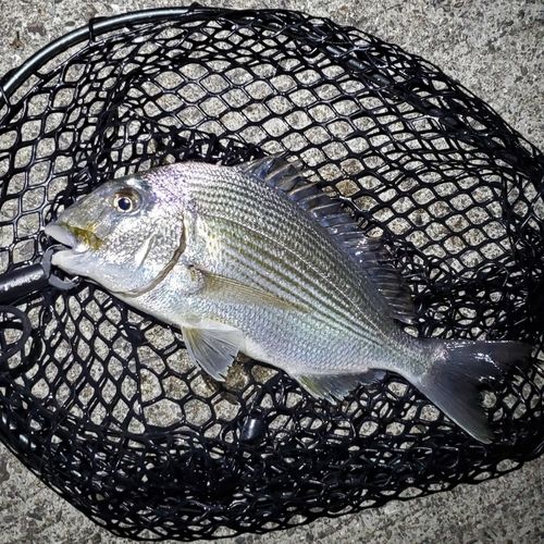 ヘダイの釣果