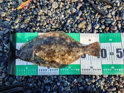 ヒラメの釣果