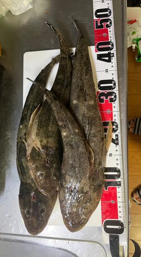 コチの釣果
