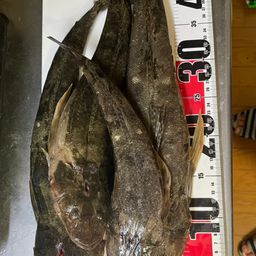 コチ