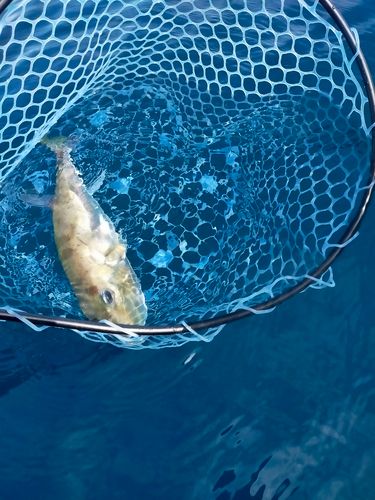 シロサバフグの釣果