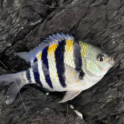 オヤビッチャ