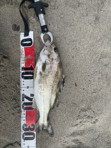 コトヒキの釣果