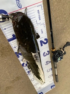 ナマズの釣果