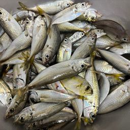 アジ