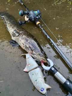 ライギョの釣果