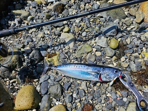 ソウダガツオの釣果