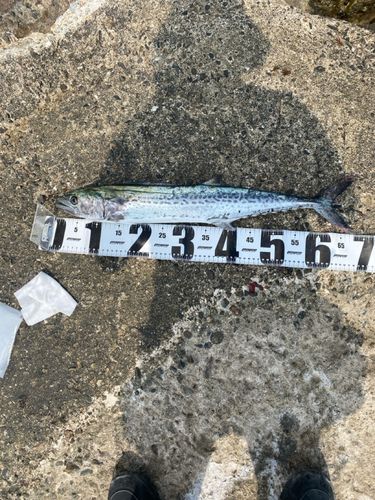 サワラの釣果