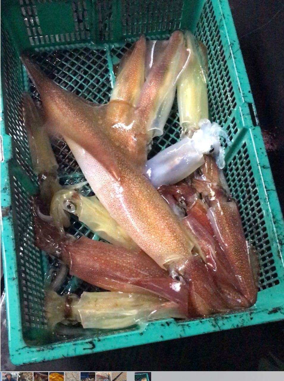 ケンサキイカ