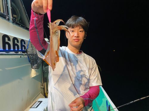 マルイカの釣果