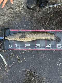 ライギョの釣果