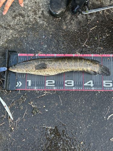 ライギョの釣果