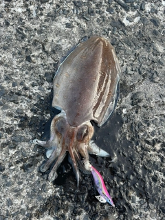 モンゴウイカの釣果