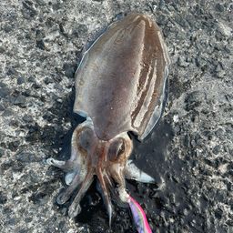 モンゴウイカ
