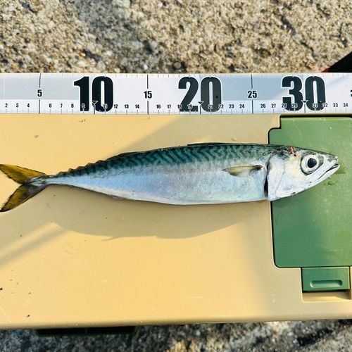 サバの釣果