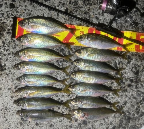 マアジの釣果