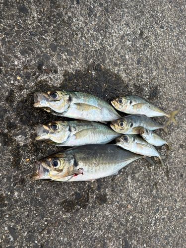 アジの釣果