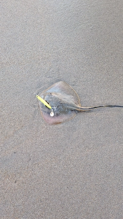 エイの釣果