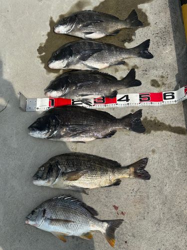チヌの釣果