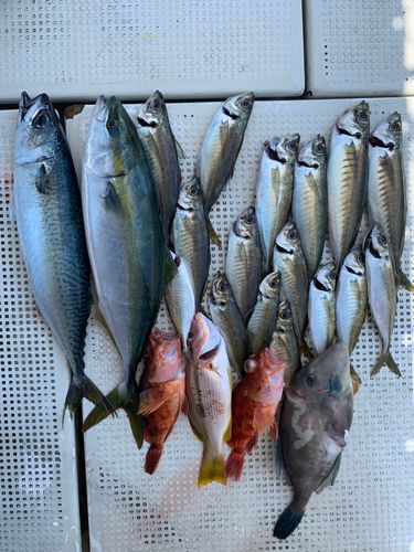 サバの釣果