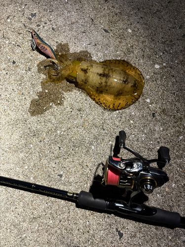 アオリイカの釣果