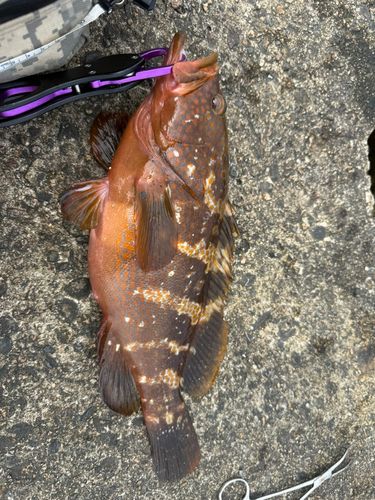 キジハタの釣果