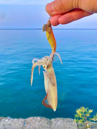 マメイカの釣果