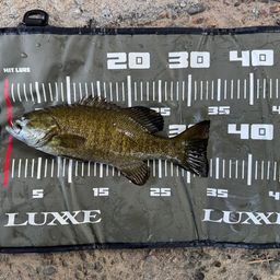 スモールマウスバス