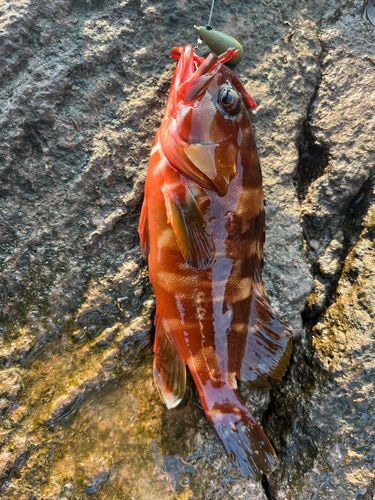 アカハタの釣果