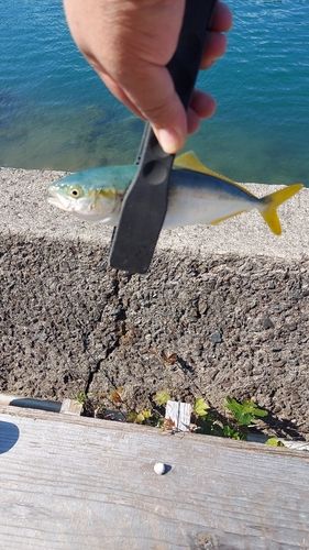 ヤズの釣果