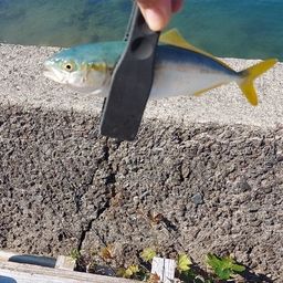 ヤズ