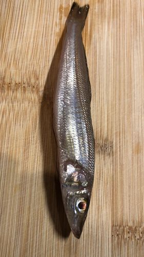 釣果