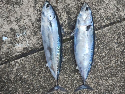 ソウダガツオの釣果