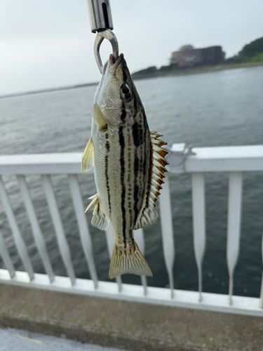 シマイサキの釣果
