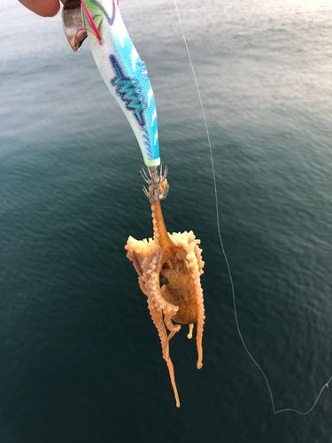 タコの釣果