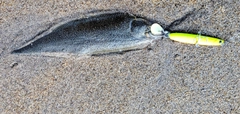 ソゲの釣果