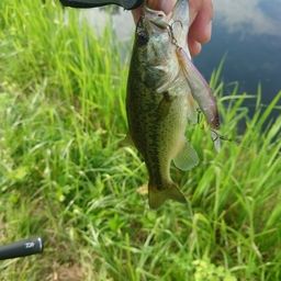 ラージマウスバス