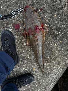 マゴチの釣果