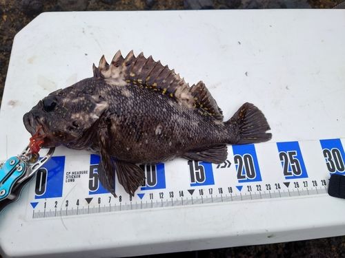 オウゴンムラソイの釣果