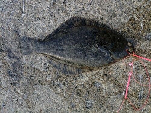 クロガシラガレイの釣果