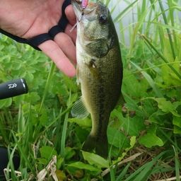 ラージマウスバス