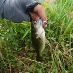 ラージマウスバス