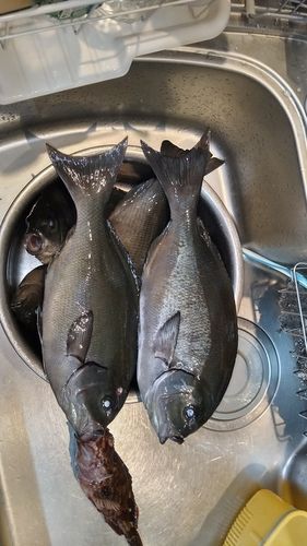 メジナの釣果
