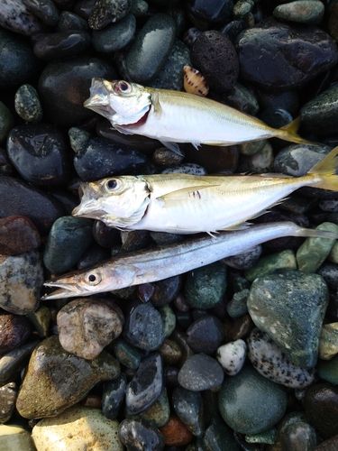 釣果