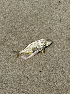 ショゴの釣果