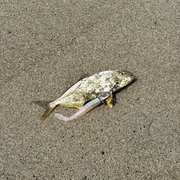ショゴ