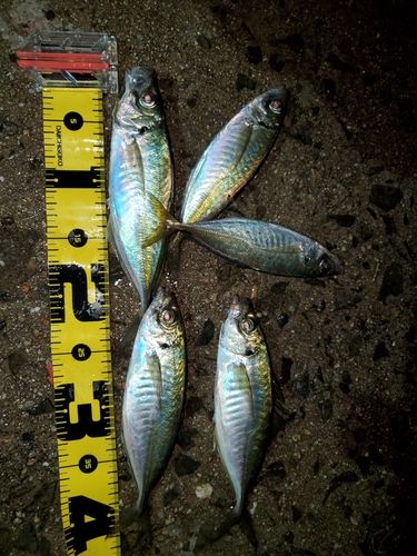 マアジの釣果